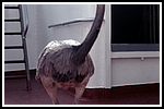 0032 Basilea 1957.png