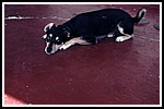 0043 Basilea 1957.png