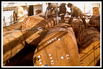 bs-bieri-(32).png