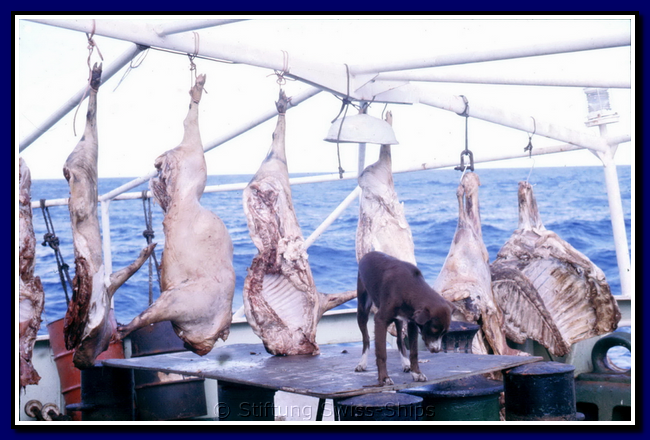 calanca_068-egli-002-gr.png