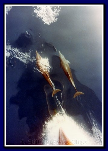 caribia-delfine-003b-w'afrika.png