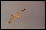 caribia-1974-albatros.png