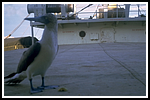 corviglia_058-detail-114.png